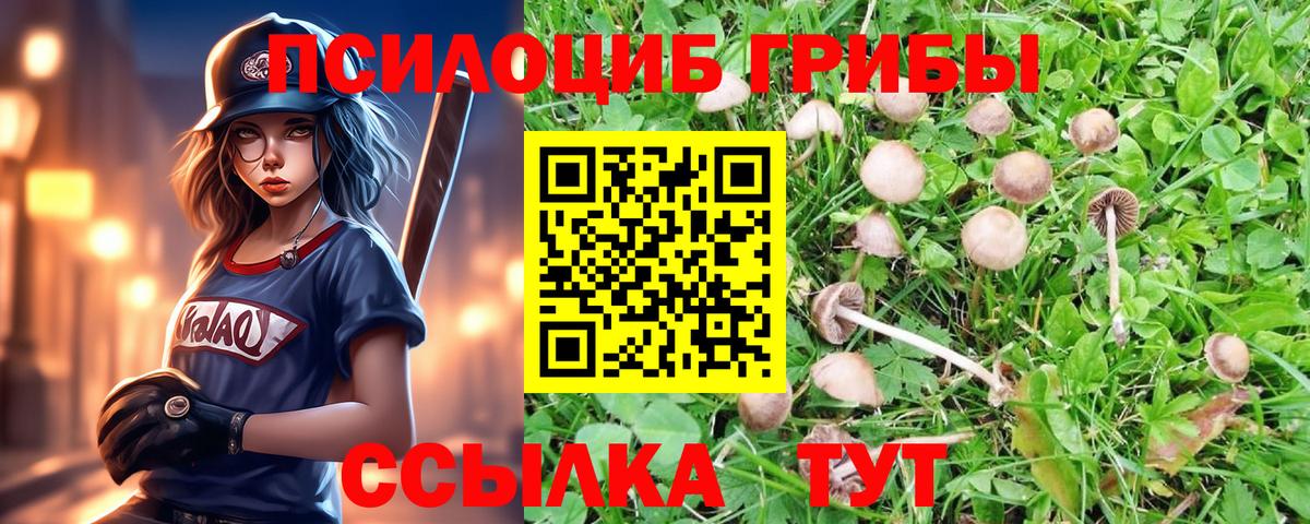 Псилоцибиновые грибы Psilocybe Дивногорск